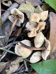 Gymnopus brassicolens