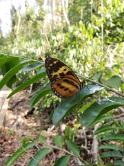 Tithorea harmonia