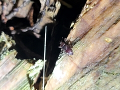 Mitrastethus baridioides