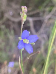 Heliophila linearis linearifolia