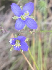 Heliophila linearis linearifolia