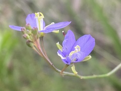 Heliophila linearis linearifolia