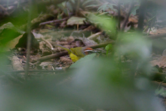 Basileuterus delattrii