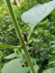 Oncometopia facialis