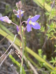 Heliophila linearis linearifolia