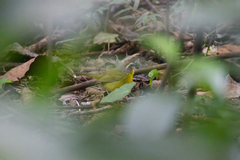 Basileuterus delattrii