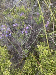 Heliophila linearis linearifolia