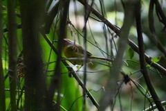 Basileuterus delattrii