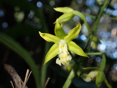 Cephalantheropsis obcordata