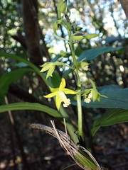 Cephalantheropsis obcordata