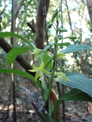 Cephalantheropsis obcordata
