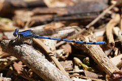 Argia elongata