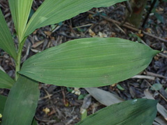 Cephalantheropsis obcordata