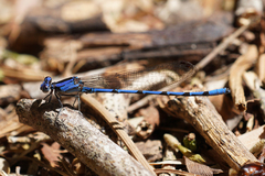 Argia elongata