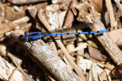 Argia elongata