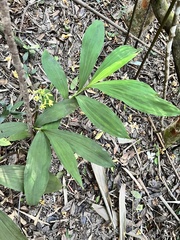 Cephalantheropsis obcordata