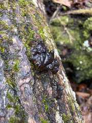 Exidia