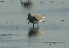 Calidris tenuirostris