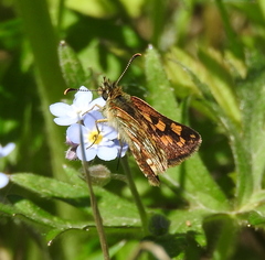 Carterocephalus mandan