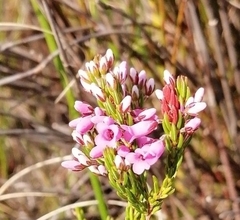 Erica pulchella