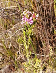 Erica pulchella