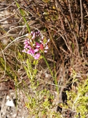 Erica pulchella