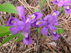 Iris lacustris