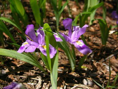 Iris lacustris