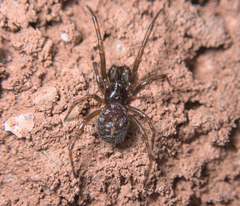 Steatoda bipunctata