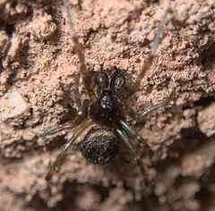 Steatoda bipunctata