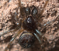Steatoda bipunctata