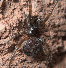 Steatoda bipunctata