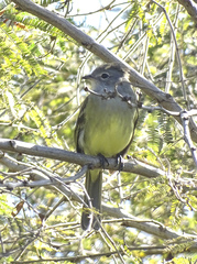 Elaenia flavogaster