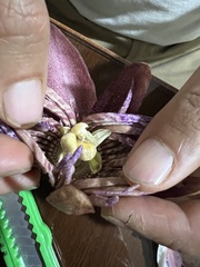 Passiflora ambigua