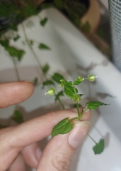Stellaria cuspidata