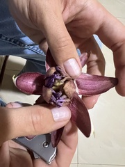 Passiflora ambigua