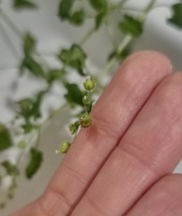Stellaria cuspidata