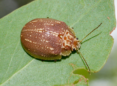 Paropsis formosa
