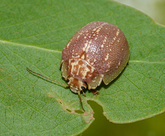 Paropsis formosa