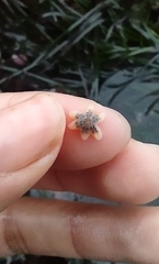 Leptasterias hexactis