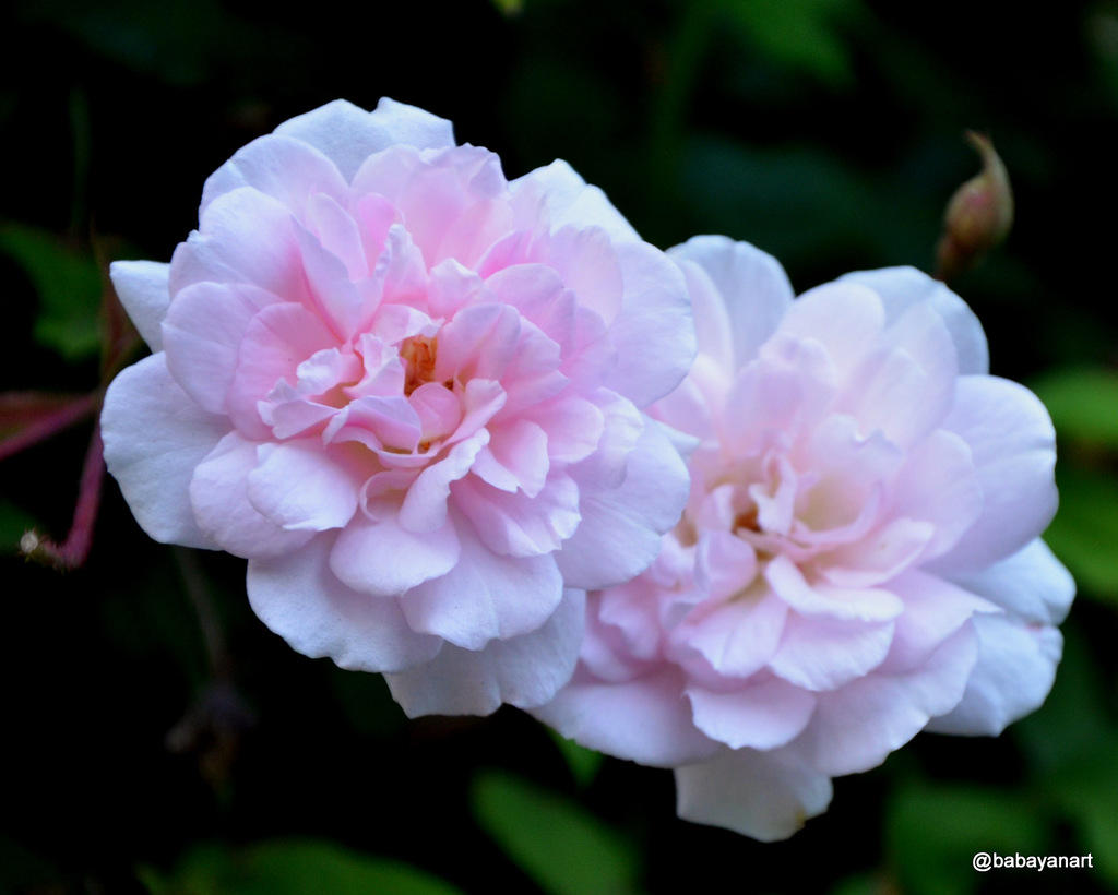 polyantha rose