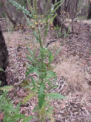 Senecio glomeratus glomeratus