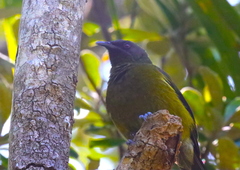 Anthornis melanura