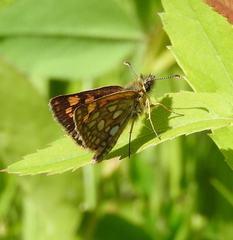 Carterocephalus mandan