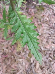 Senecio glomeratus glomeratus