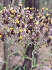 Senecio glomeratus glomeratus
