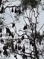 Pteropus poliocephalus