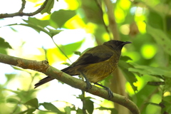 Anthornis melanura