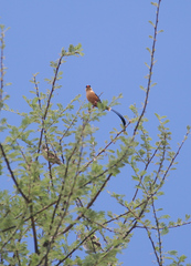 Vidua regia
