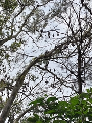 Pteropus poliocephalus